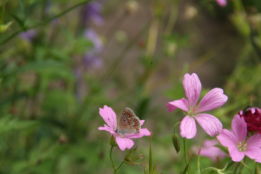 Geranium endressiiRoze ooievaarsbek bestellen